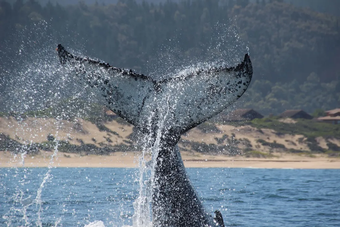 Ocean Conservation