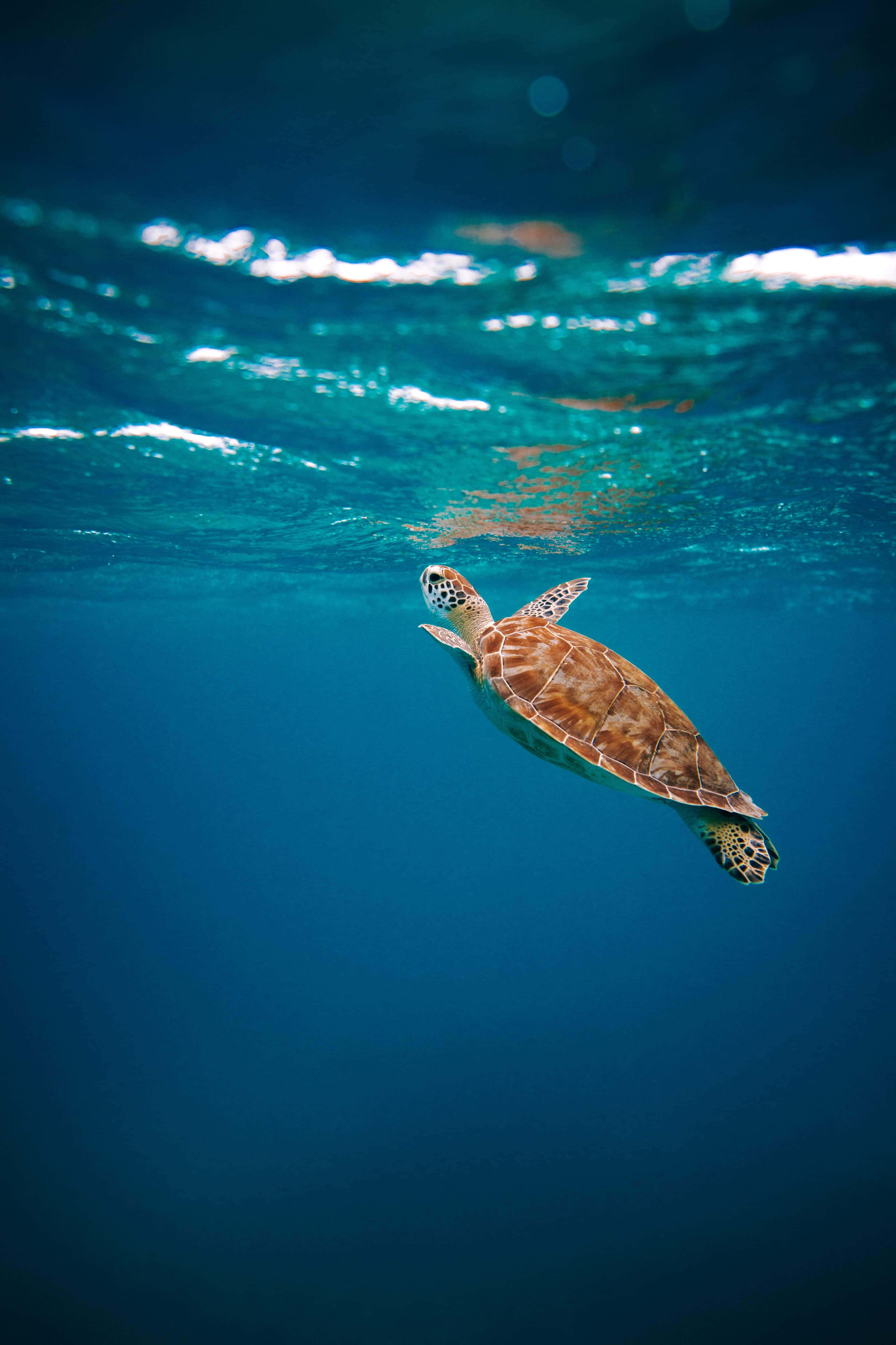 sea turtle, clear turquoise waters, sunlit surface, 4K Phone Wallpaper
