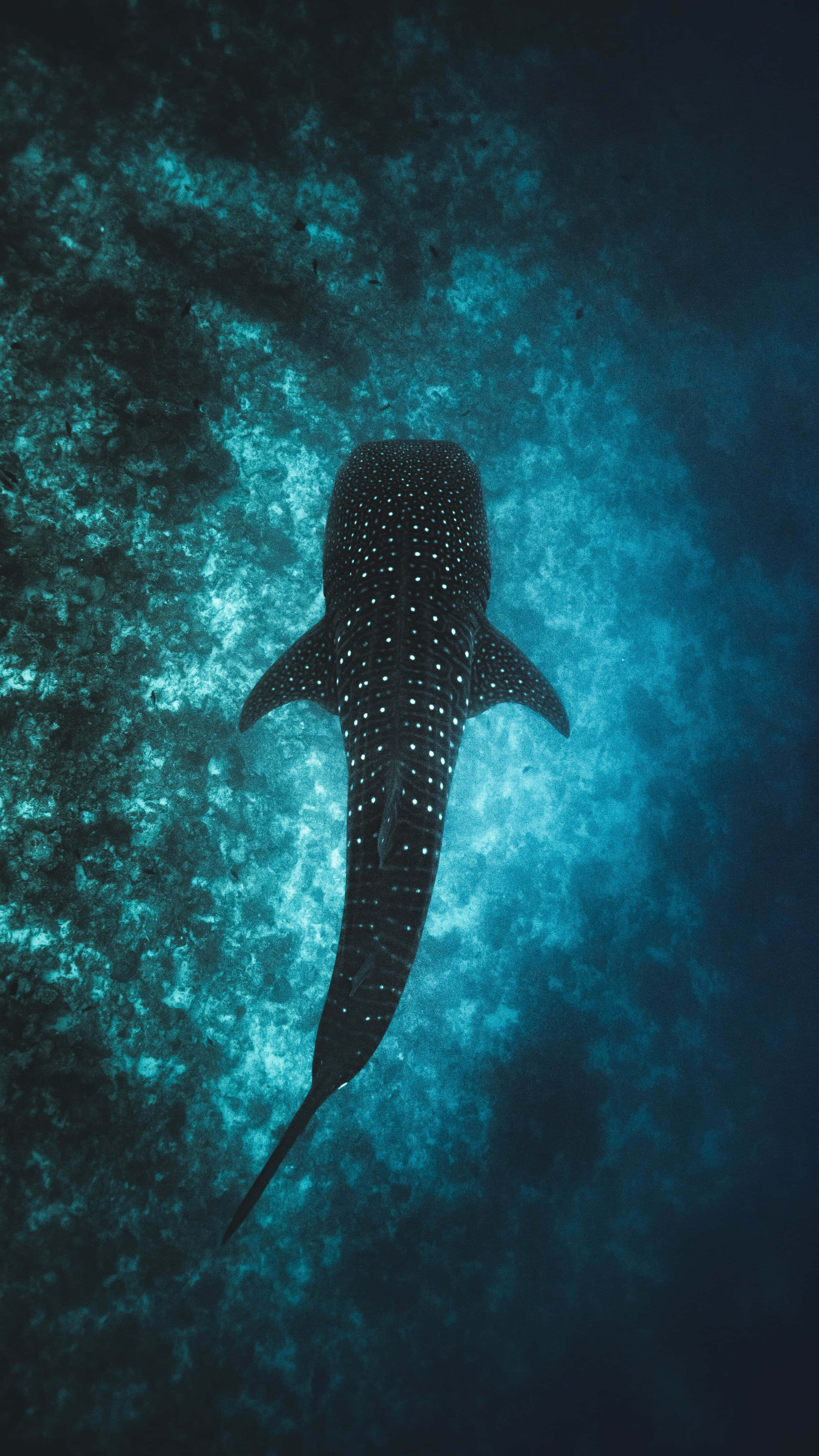 whale shark, turquoise ocean waters, rocky seabed, 4K Phone Wallpaper