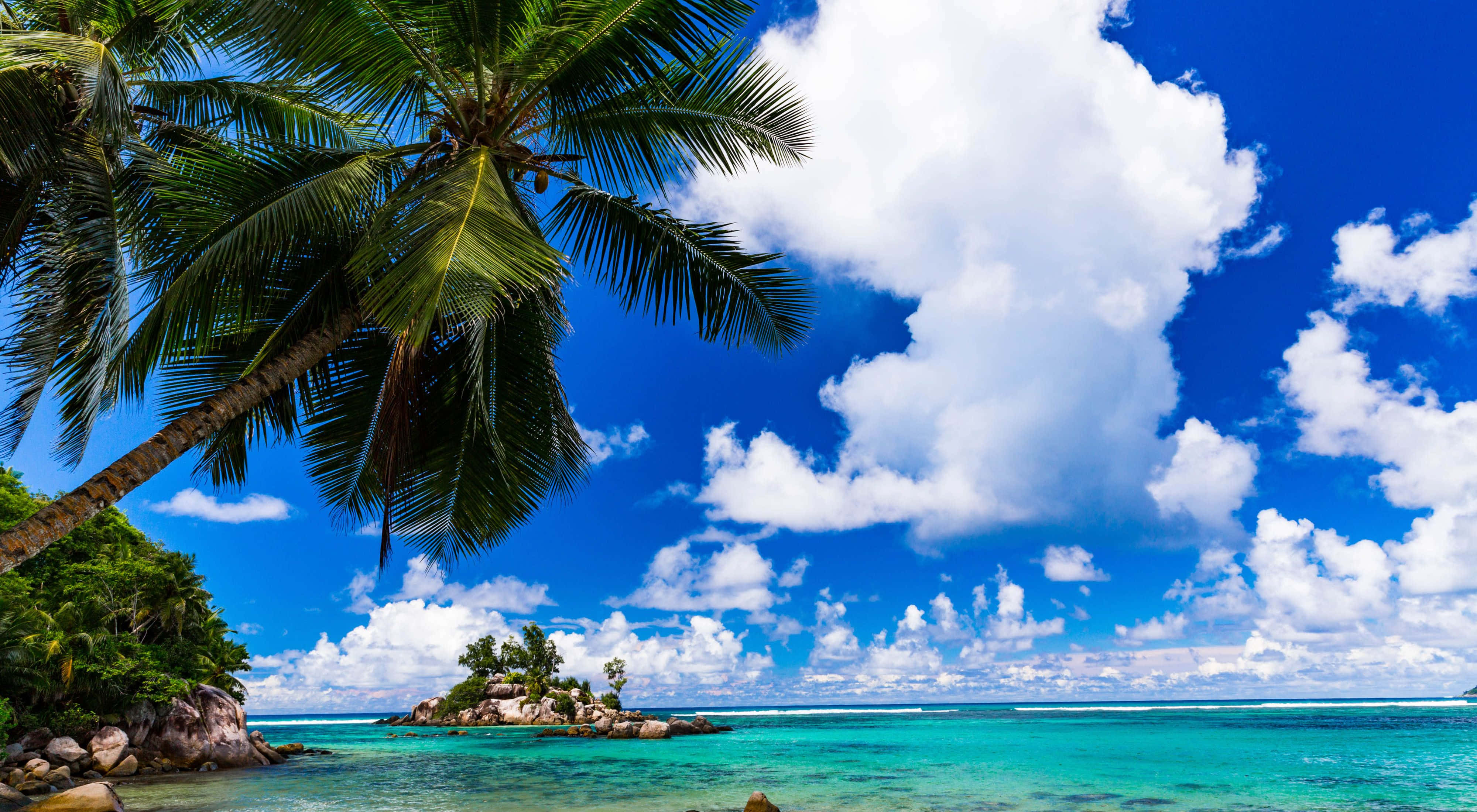 tropical beach, lush palm trees, turquoise waters, 4K Desktop Wallpaper