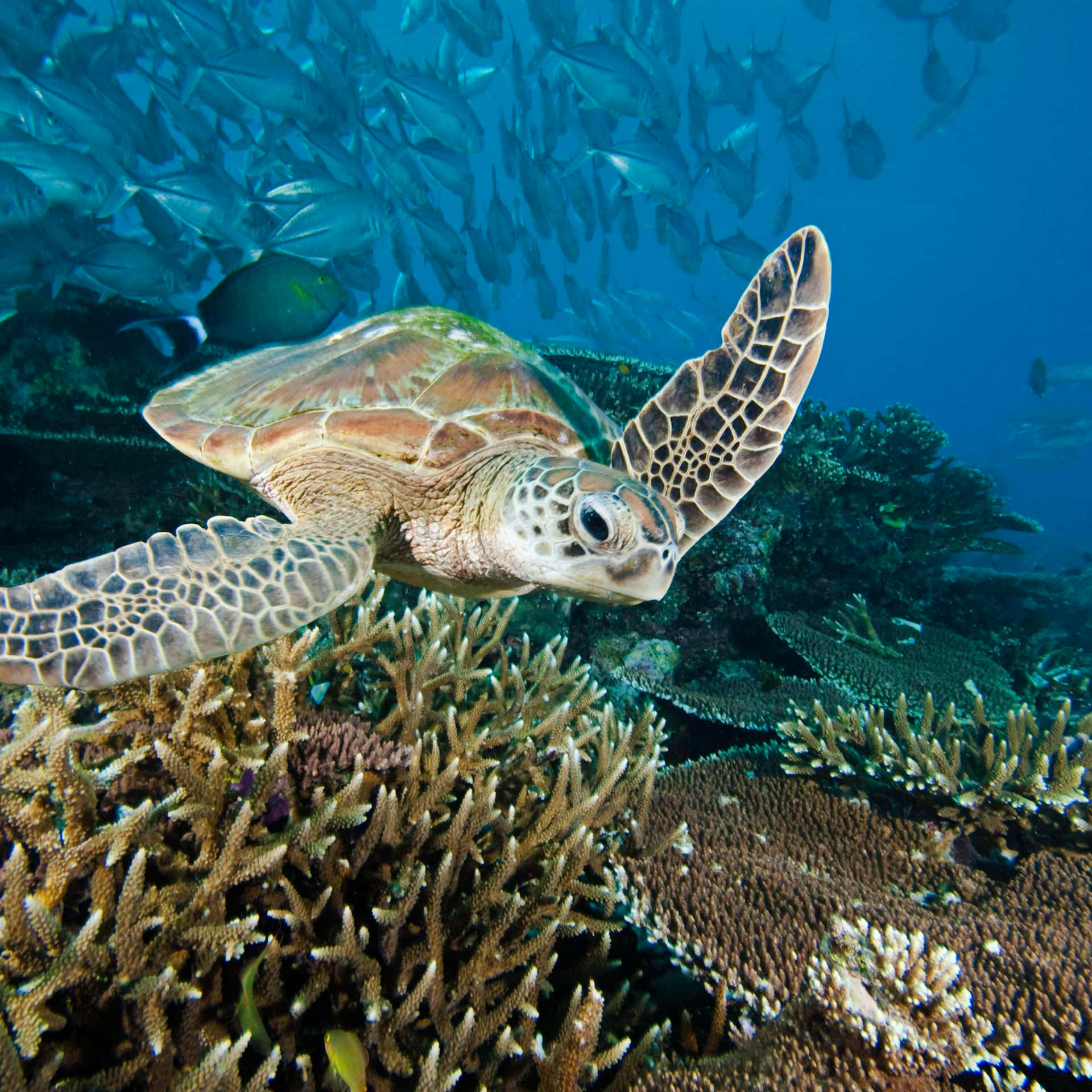 sea turtle, vibrant coral reefs, school of fish, Full HD Desktop Wallpaper