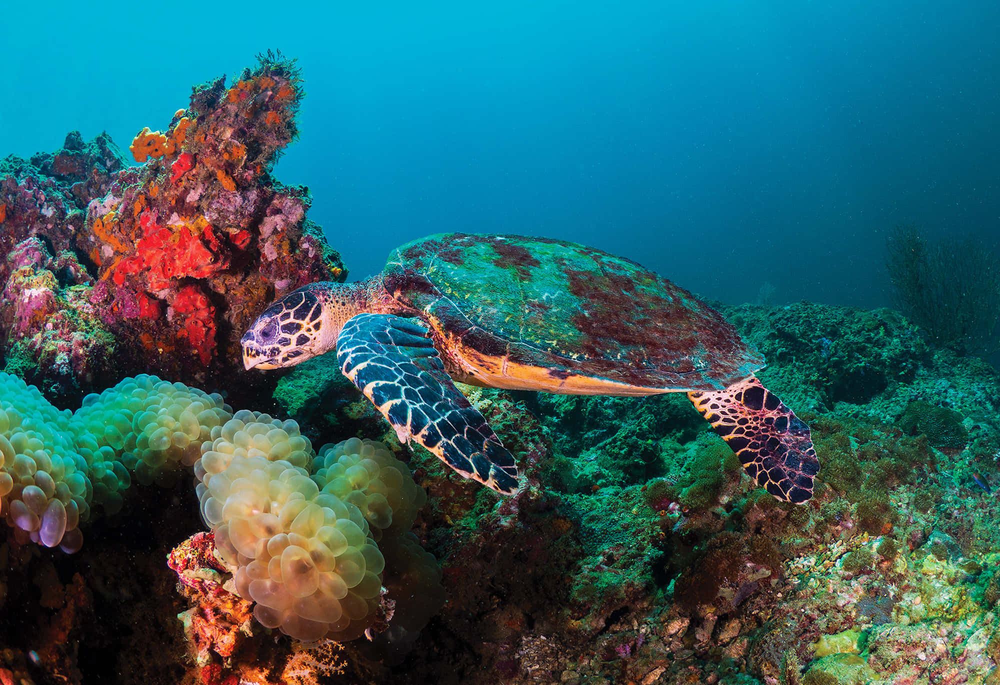 hawksbill turtle, coral reef, vibrant coral, Full HD Desktop Wallpaper