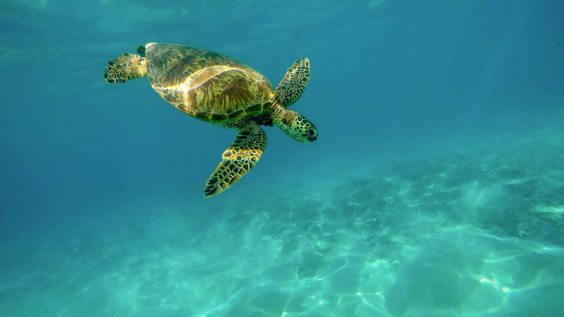 green sea turtle, turquoise waters, sunlit coral reef, Full HD Desktop Wallpaper