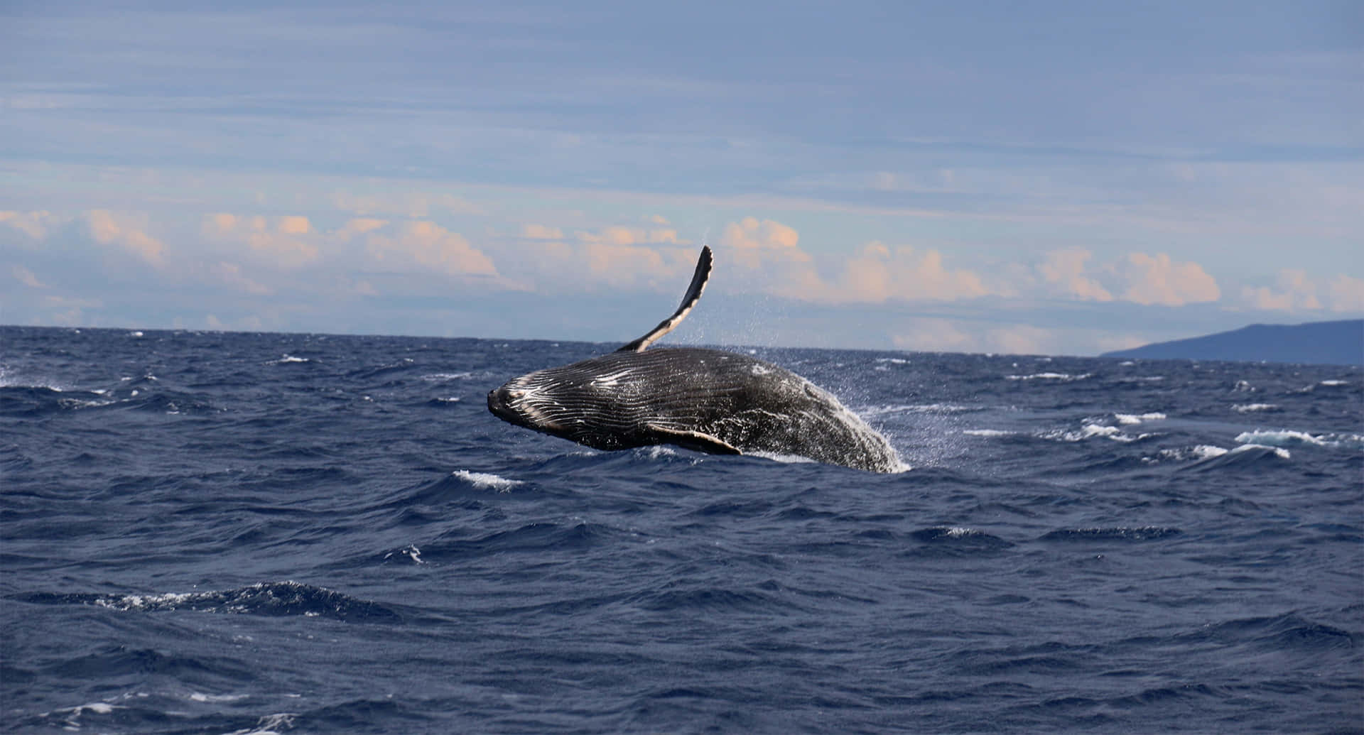 humpback whale, deep blue ocean waves, partly cloudy sky, Full HD Desktop Wallpaper