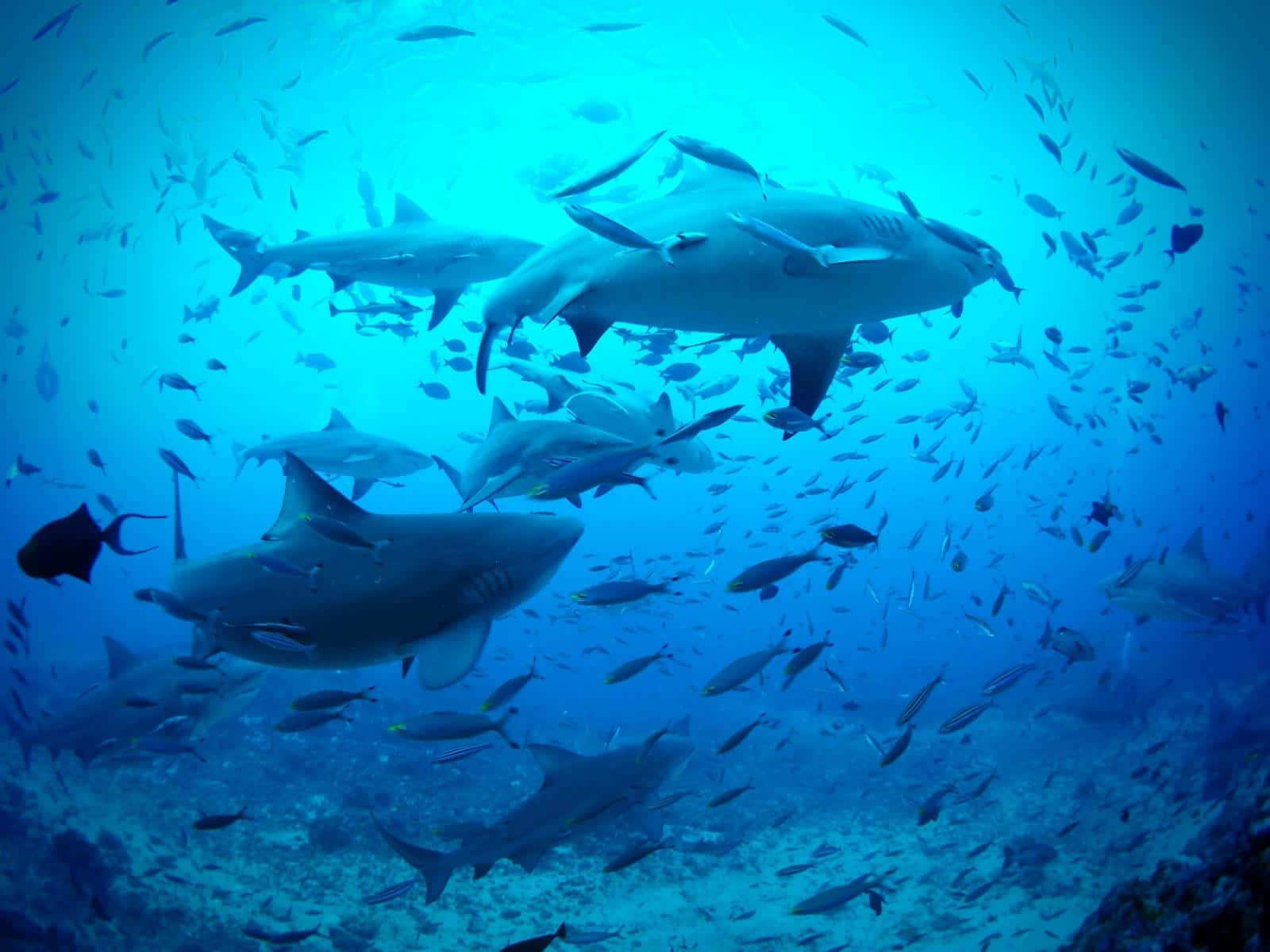 corals, underwater forest, sharks, HD Desktop Wallpaper