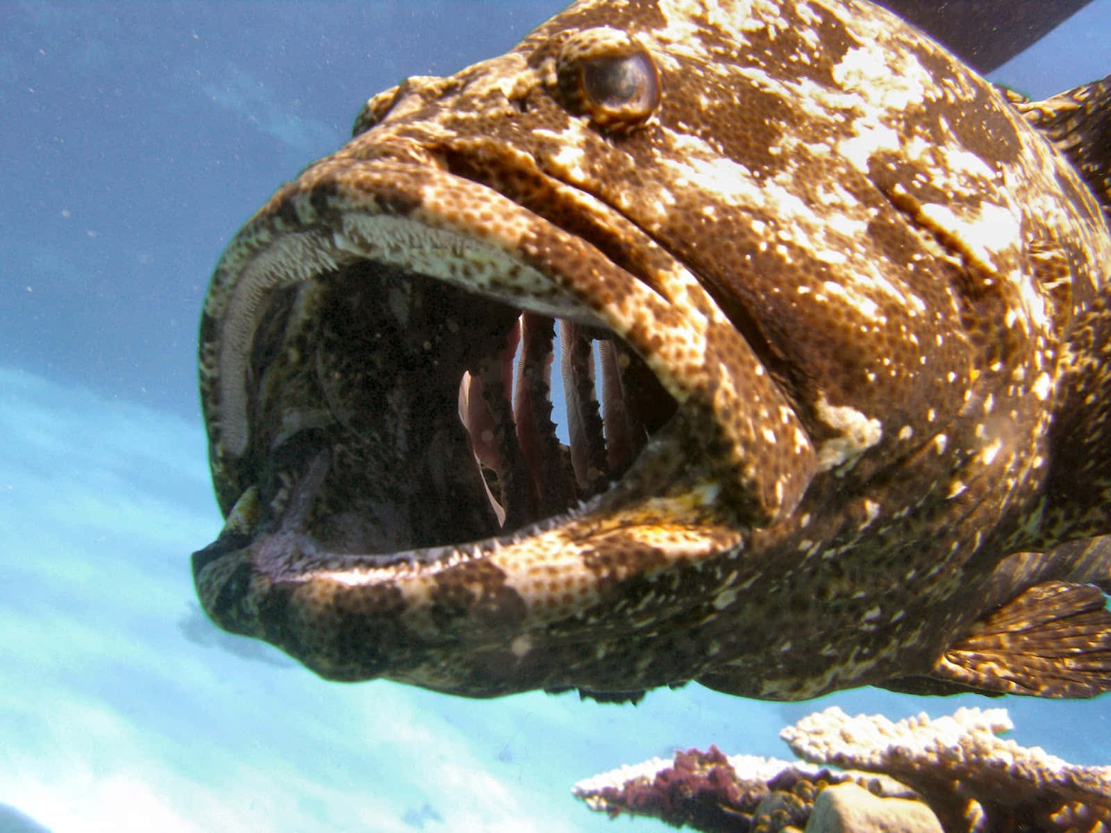 grouper, spotted fish, blue aquatic backdrop, HD Desktop Wallpaper