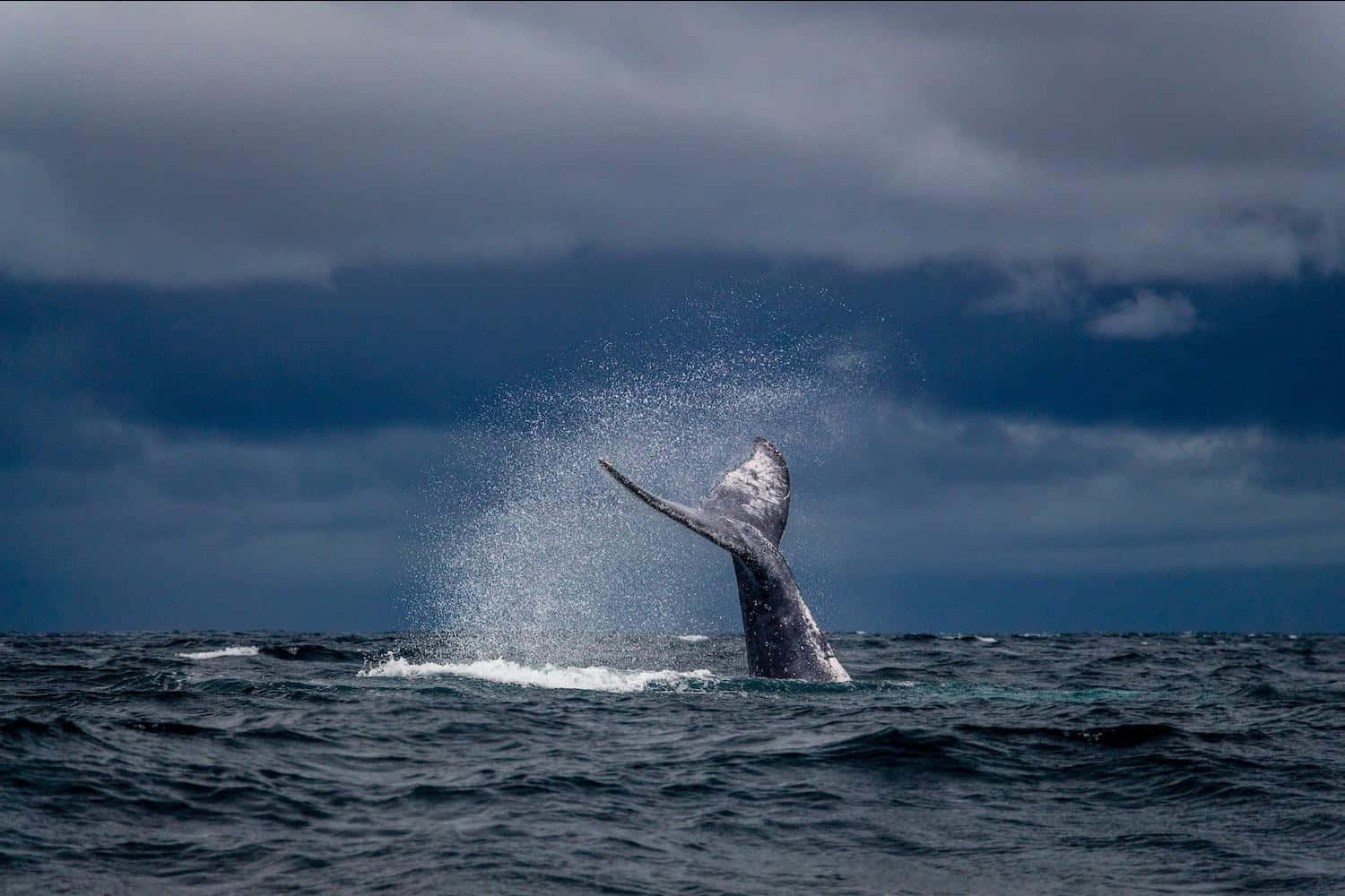 gray whale, massive tail, turbulent ocean waters, HD Desktop Wallpaper