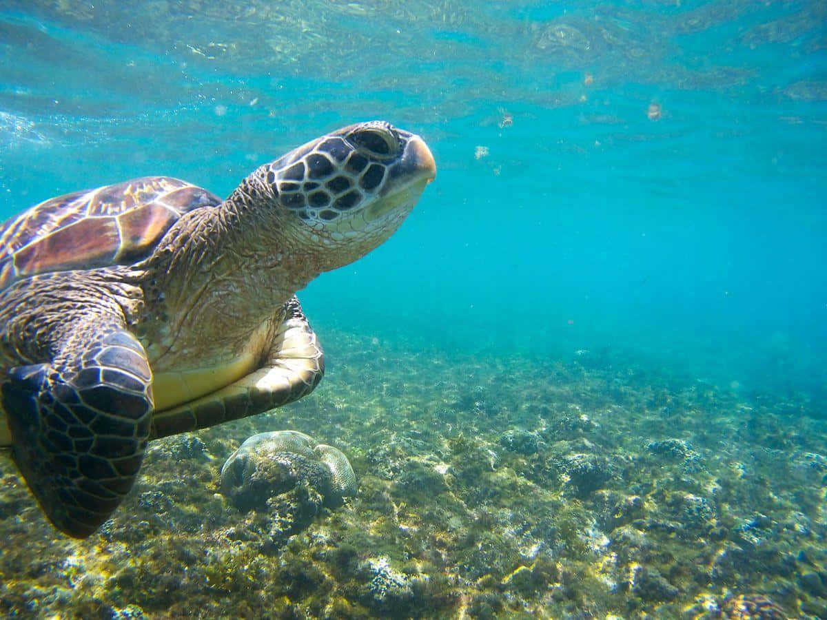 green sea turtle, turquoise waters, sunlit coral reef, SD Desktop Wallpaper