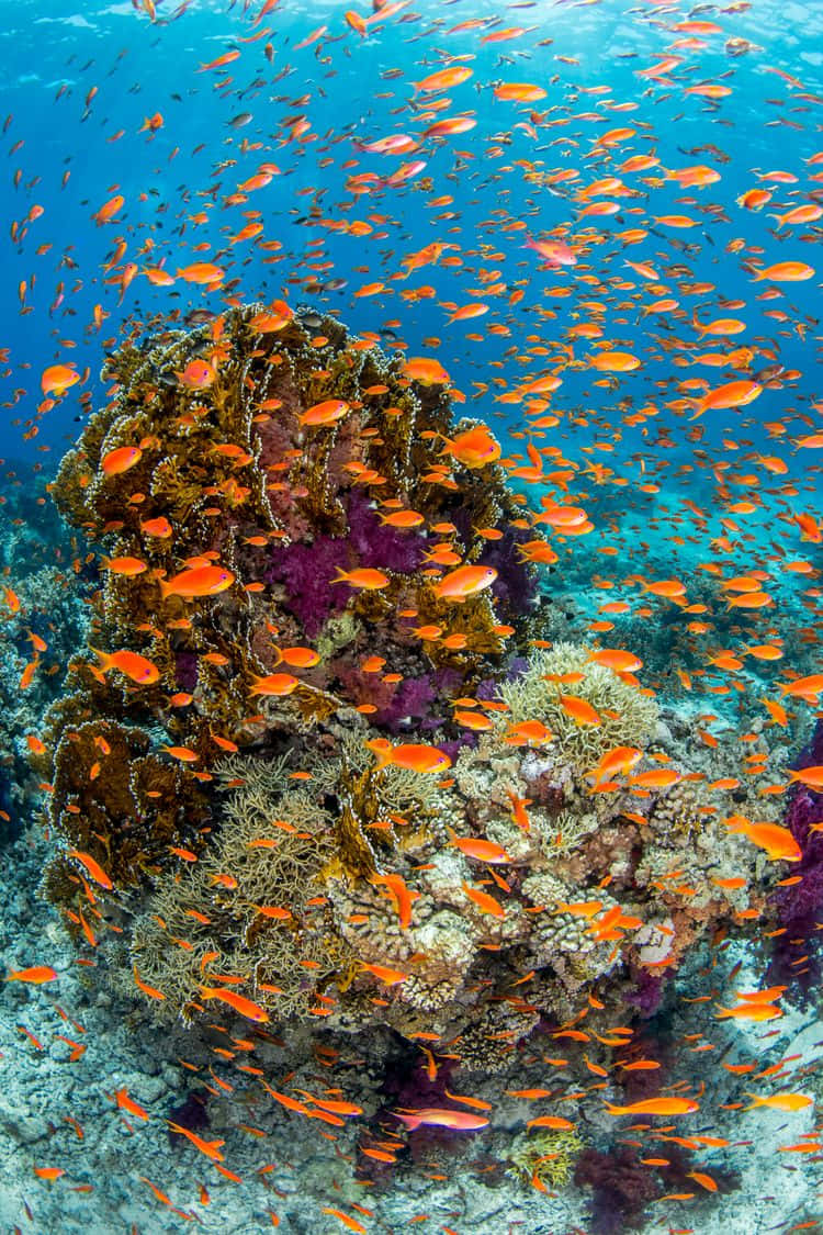 vibrant orange fish, colorful coral formations, clear blue tropical waters, SD Phone Wallpaper