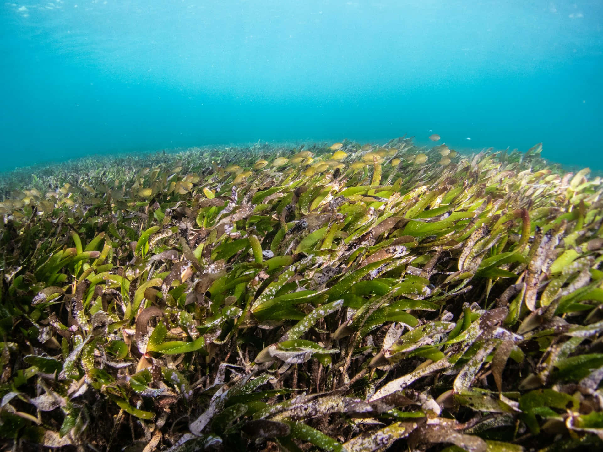 underwater seagrass bed, fish, turquoise water, Full HD Desktop Wallpaper