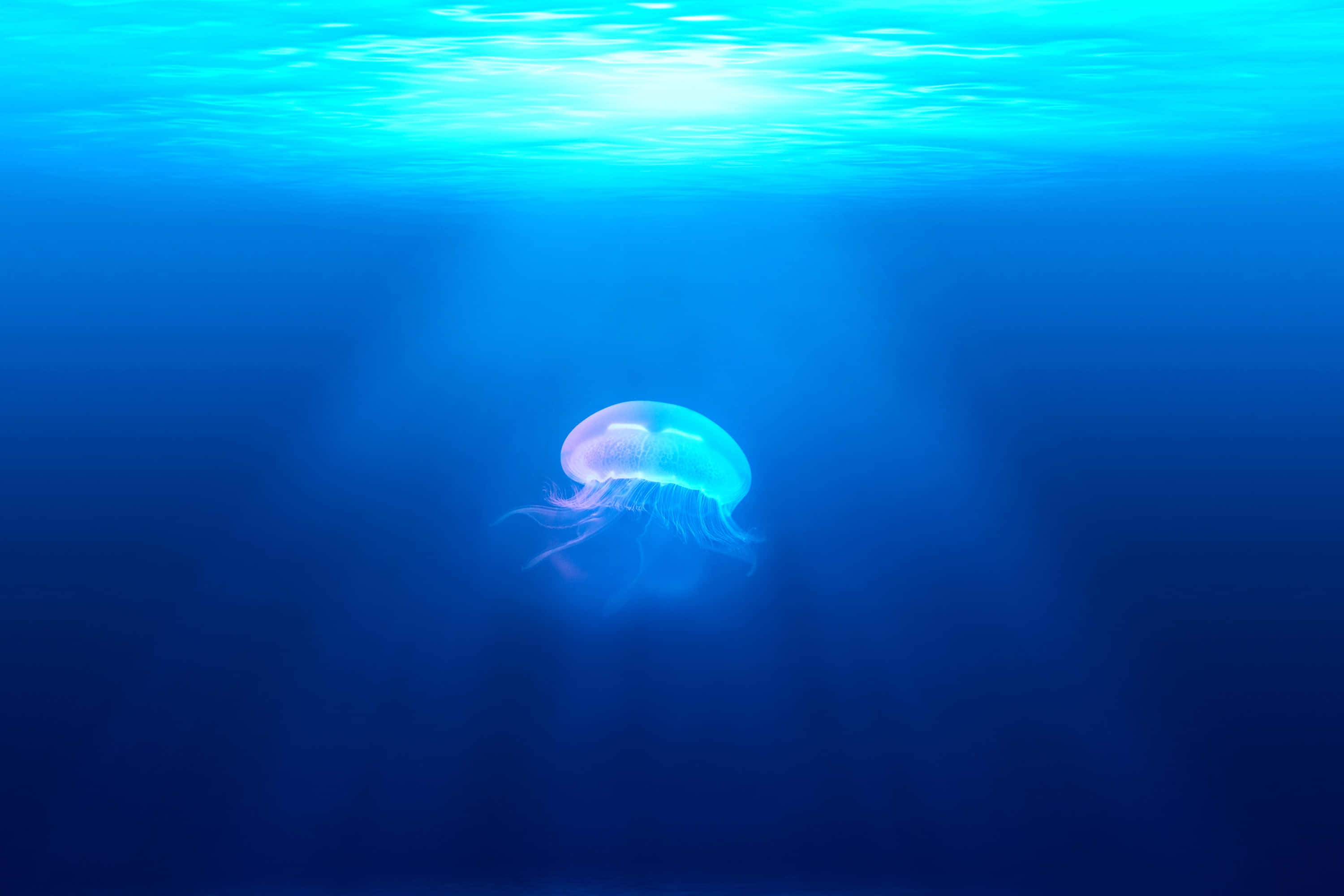 Pretty Ocean, glowing jellyfish, deep blue ocean waters, 2K Desktop Wallpaper