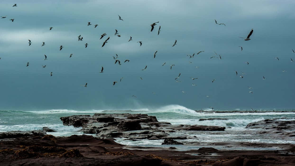 Ocean Storm, seagulls, stormy ocean waves, SD Desktop Wallpaper