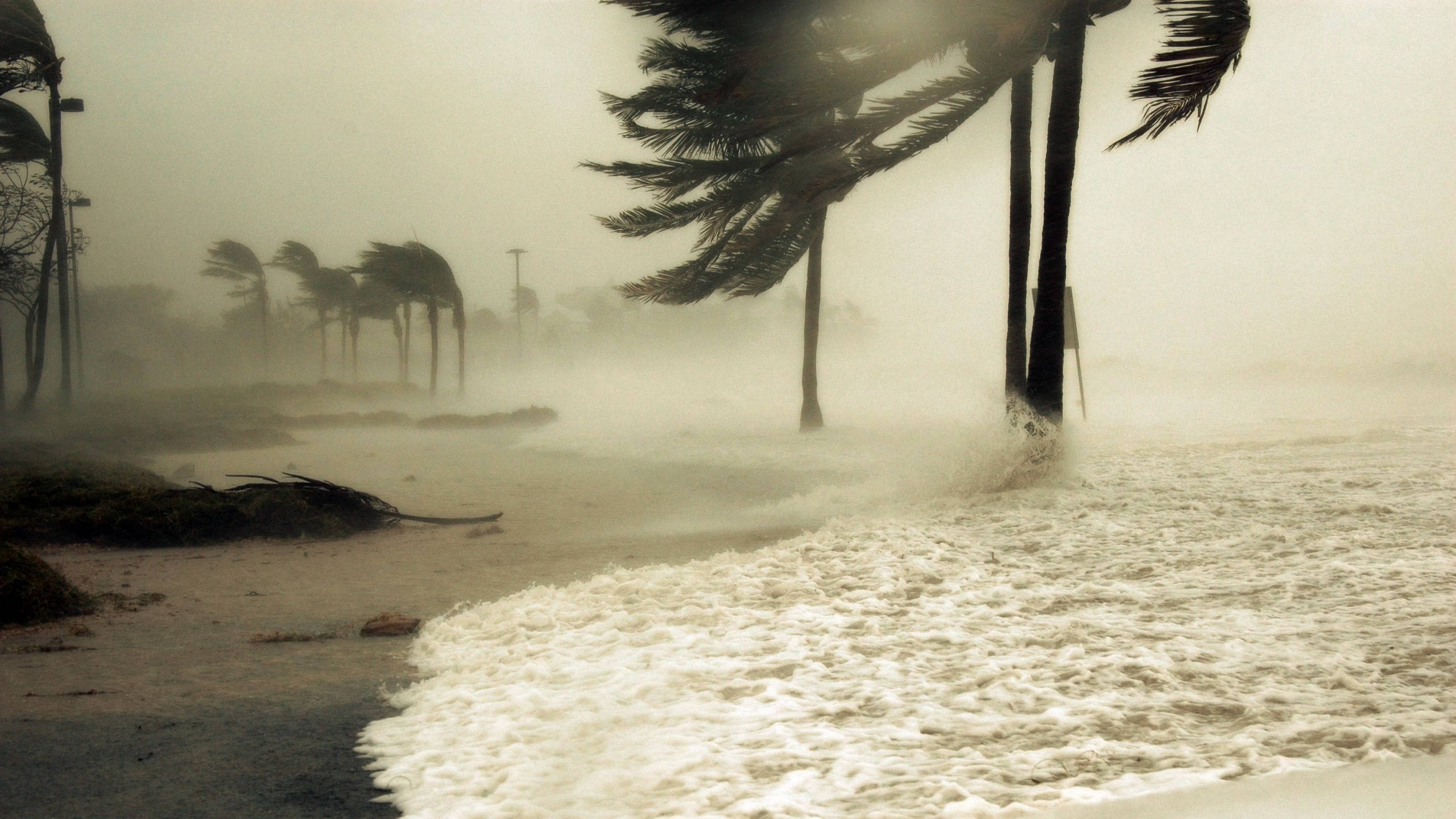 hurricane, seashore, palm trees, 2K Desktop Wallpaper