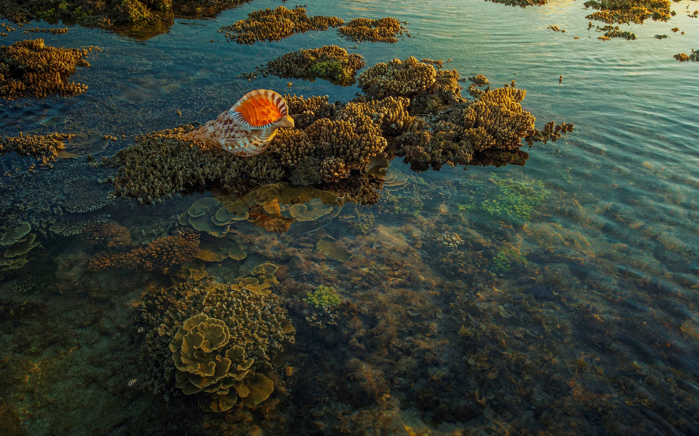 sea shell coral, conch shell, textured coral formations, Full HD Desktop Wallpaper