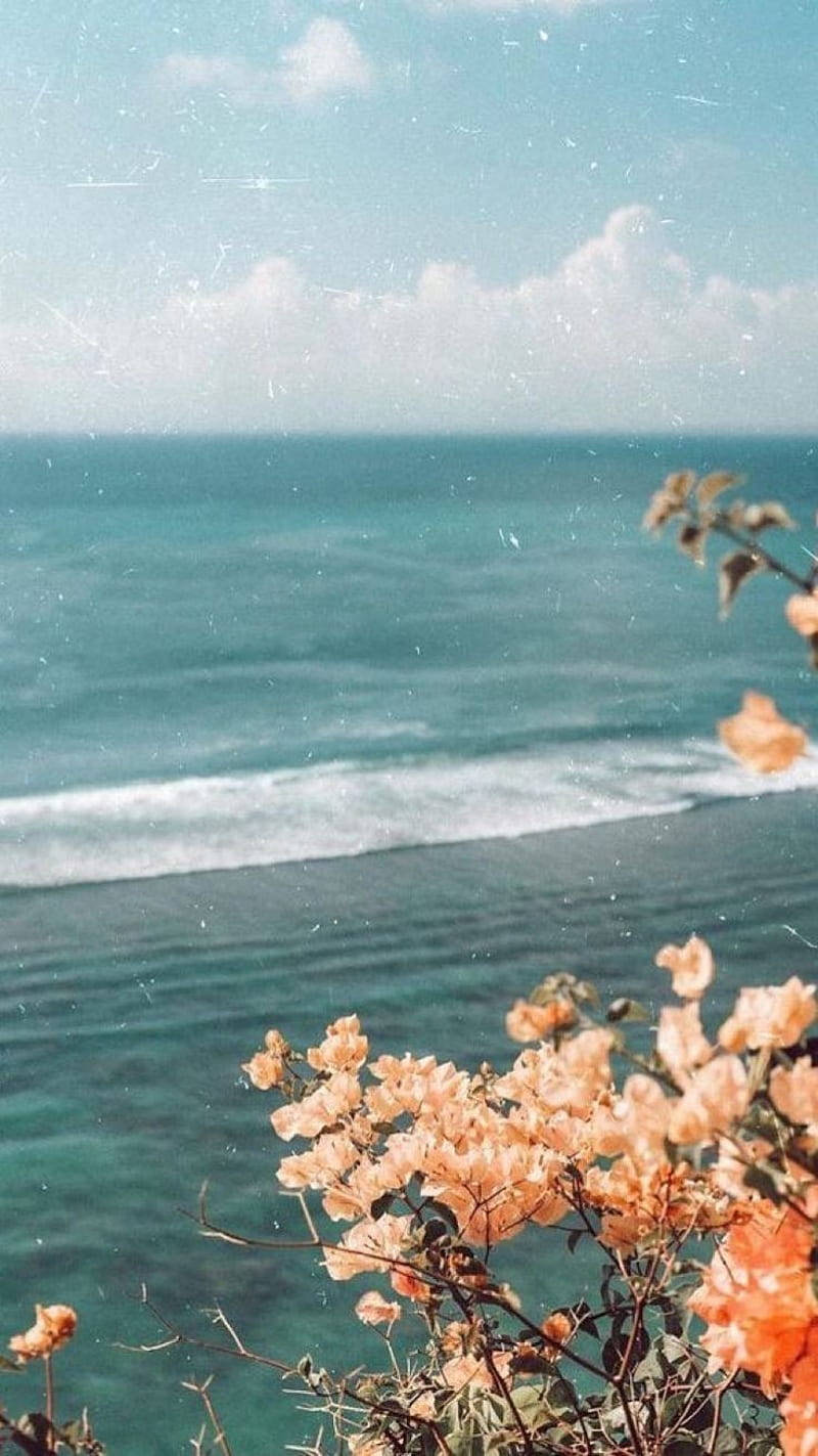 pastel peach flowers, serene turquoise ocean, soft blue sky, HD Phone Wallpaper