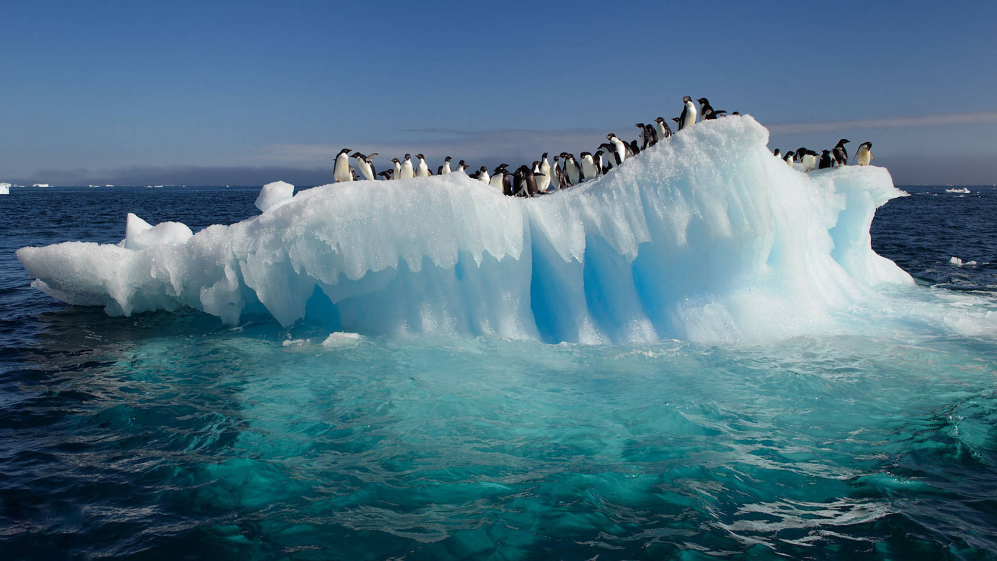 Ocean View, iceberg, penguins, Full HD Desktop Wallpaper