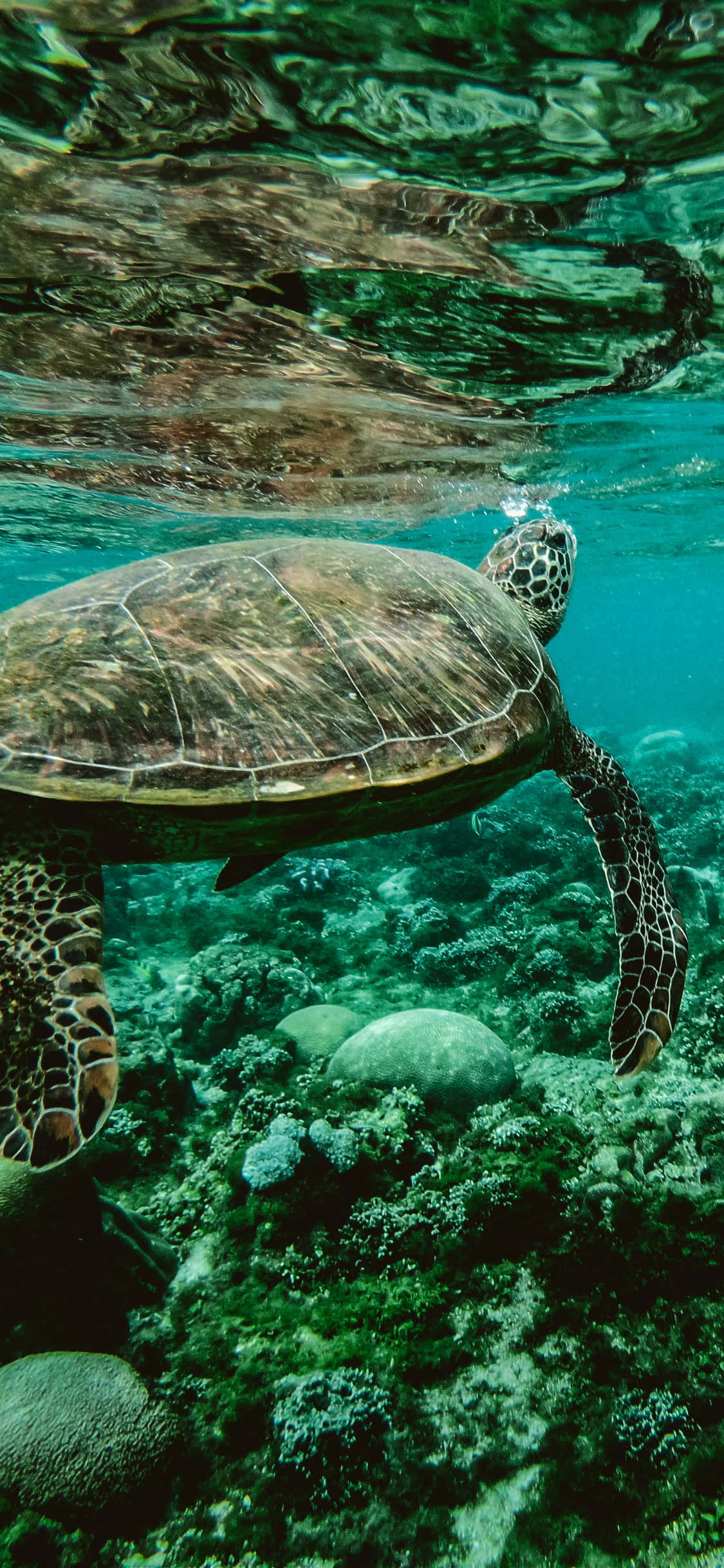 underwater iphone, sea turtle, turquoise waters, Full HD Phone Wallpaper