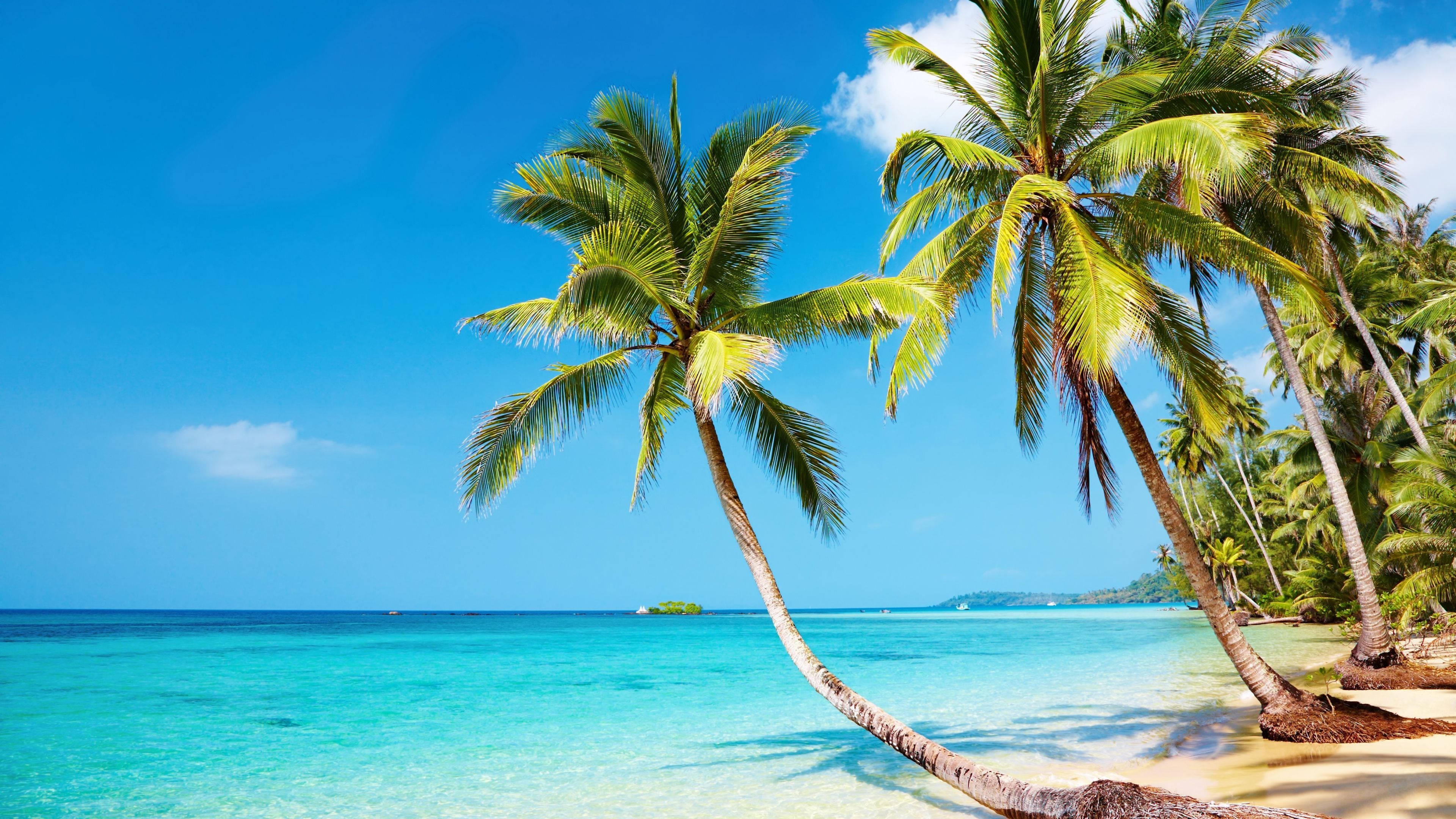 lively palms, beautiful beach, turquoise waters, 4K Desktop Wallpaper