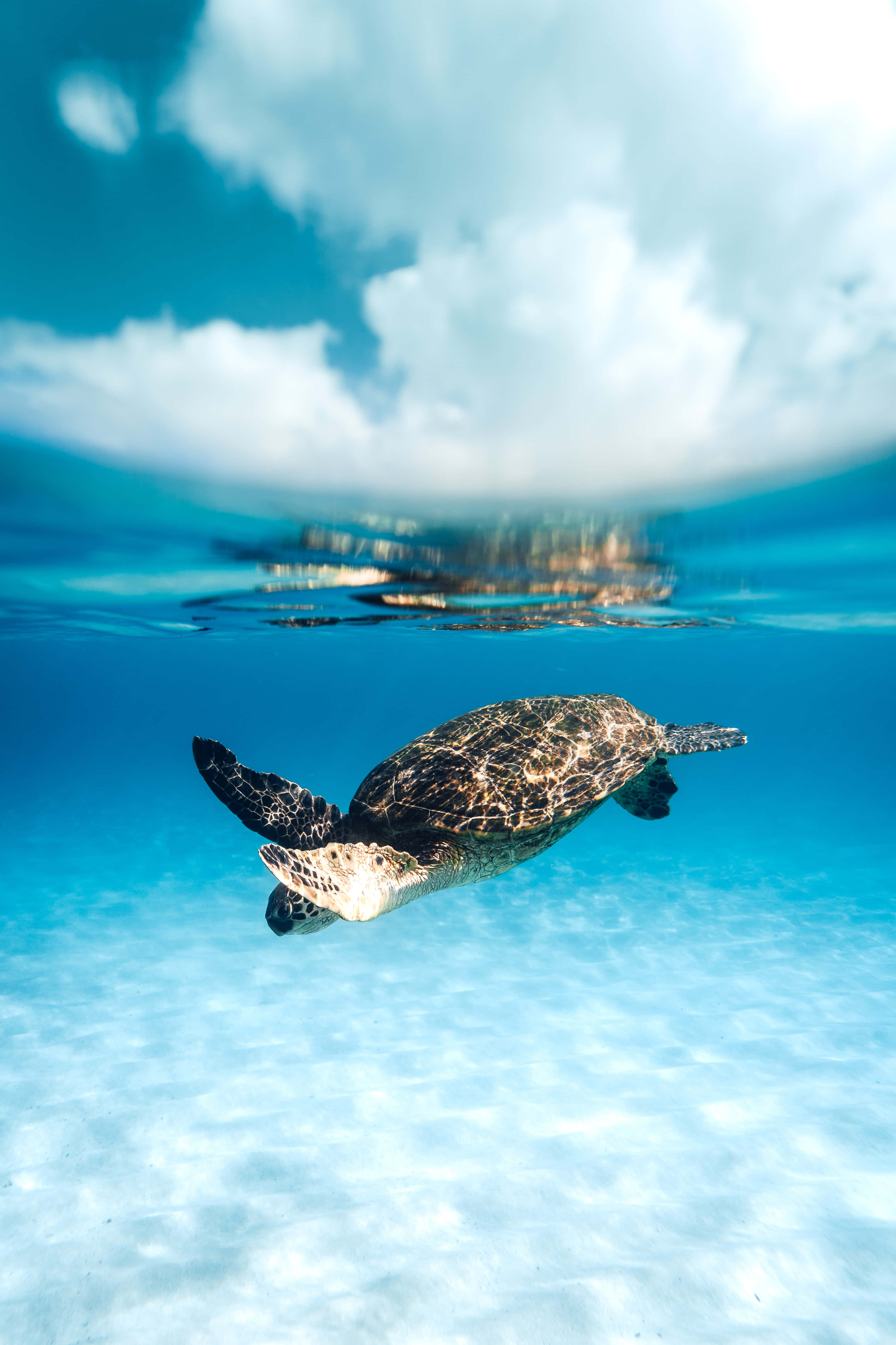 sea turtle, crystal clear turquoise water, bright sky, 4K Phone Wallpaper