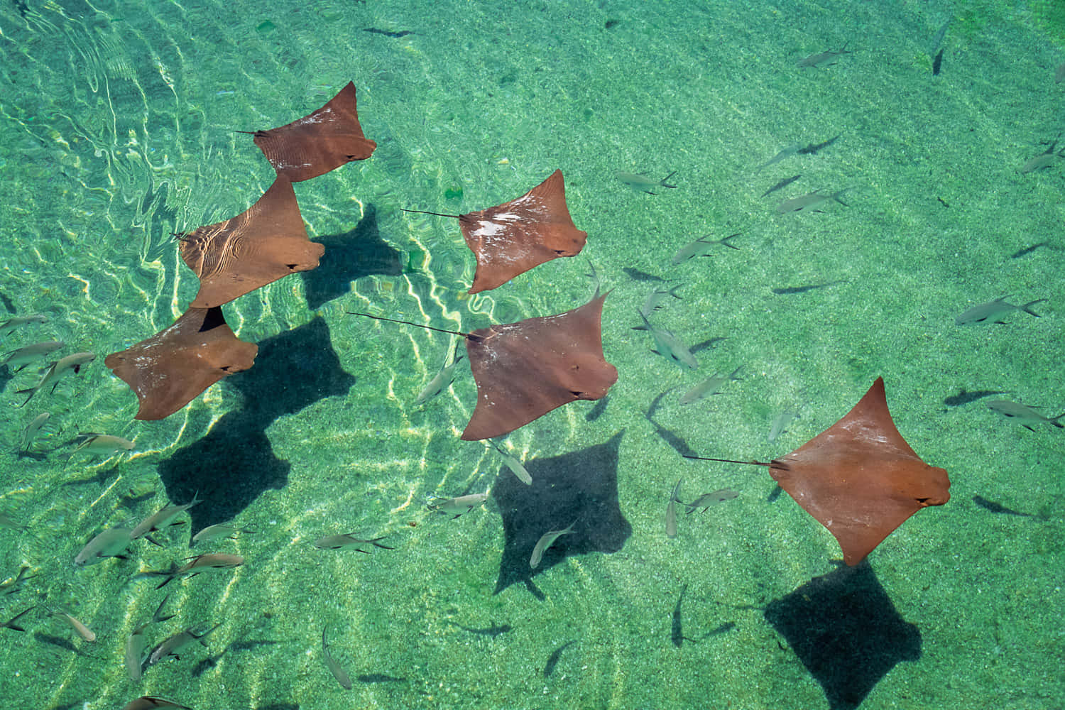 cownose ray, seabed, turquoise shallow water, HD Desktop Wallpaper