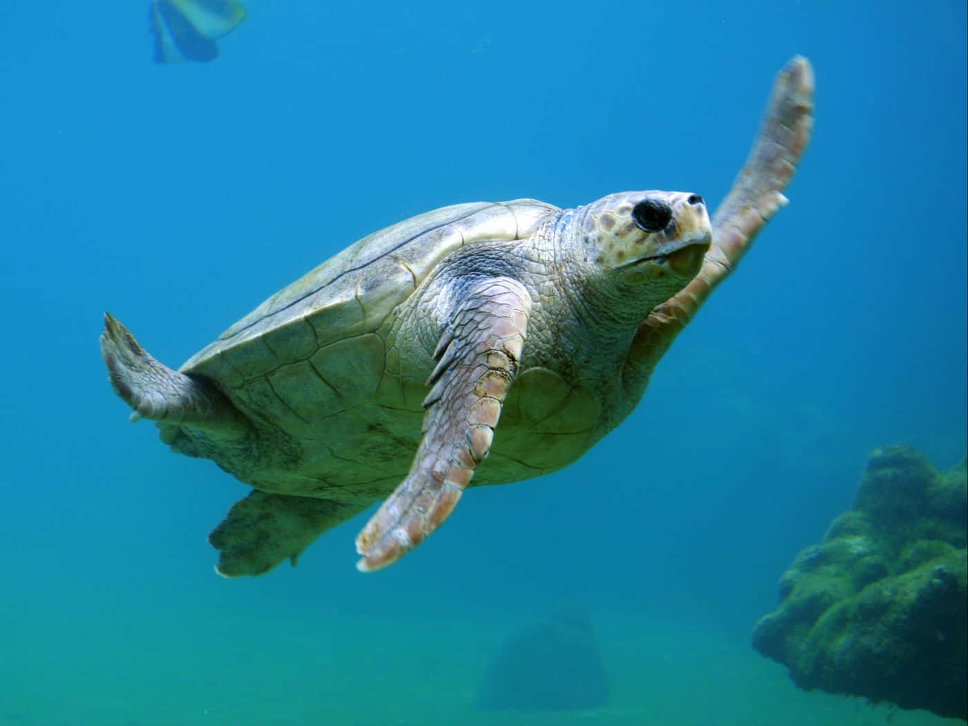 sea turtle, clear blue ocean water, coral formations, HD Desktop Wallpaper