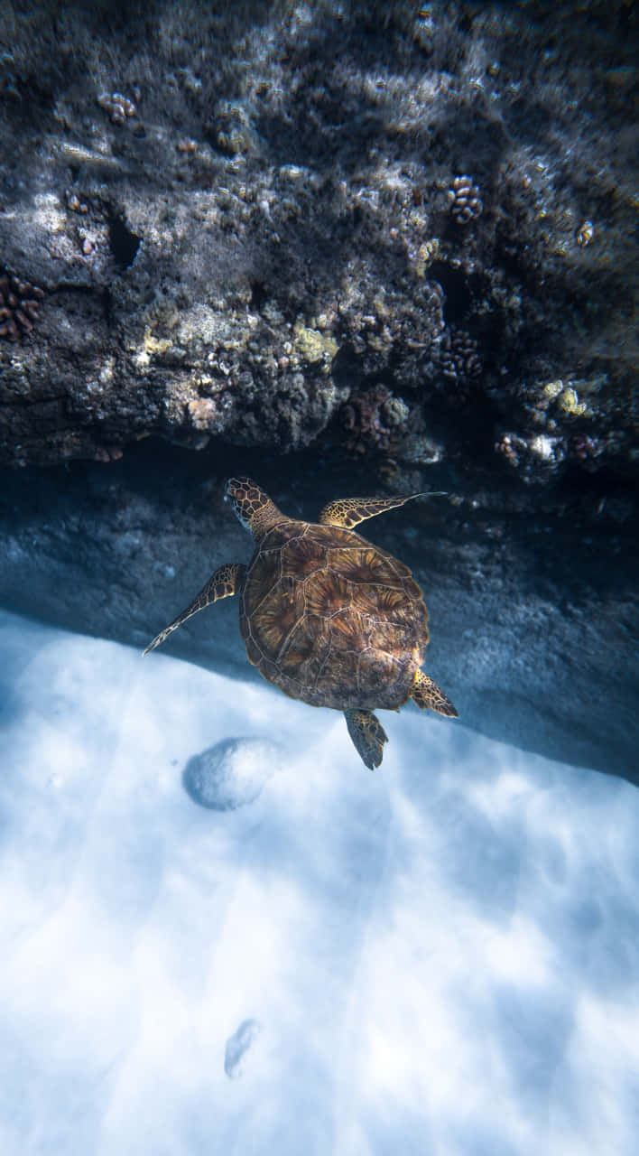 sea turtle, sunlit coral reef, clear blue water, HD Phone Wallpaper