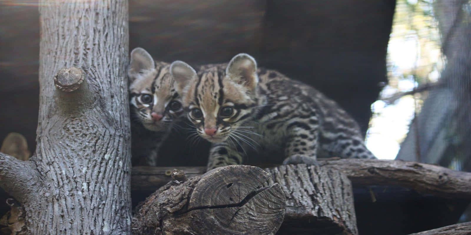 ocelot, ocelot kittens, natural habitat, HD Desktop Wallpaper
