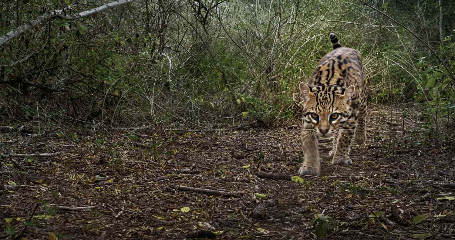 ocelot, forest floor, dense underbrush, HD Desktop Wallpaper