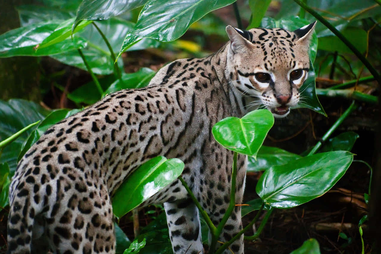 Ocelot, rainforest foliage, tropical foliage, HD Desktop Wallpaper