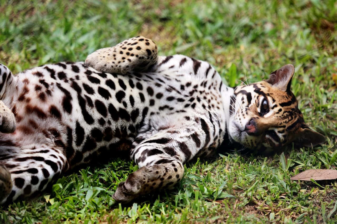 ocelot, lush green grass, spotted fur, HD Desktop Wallpaper