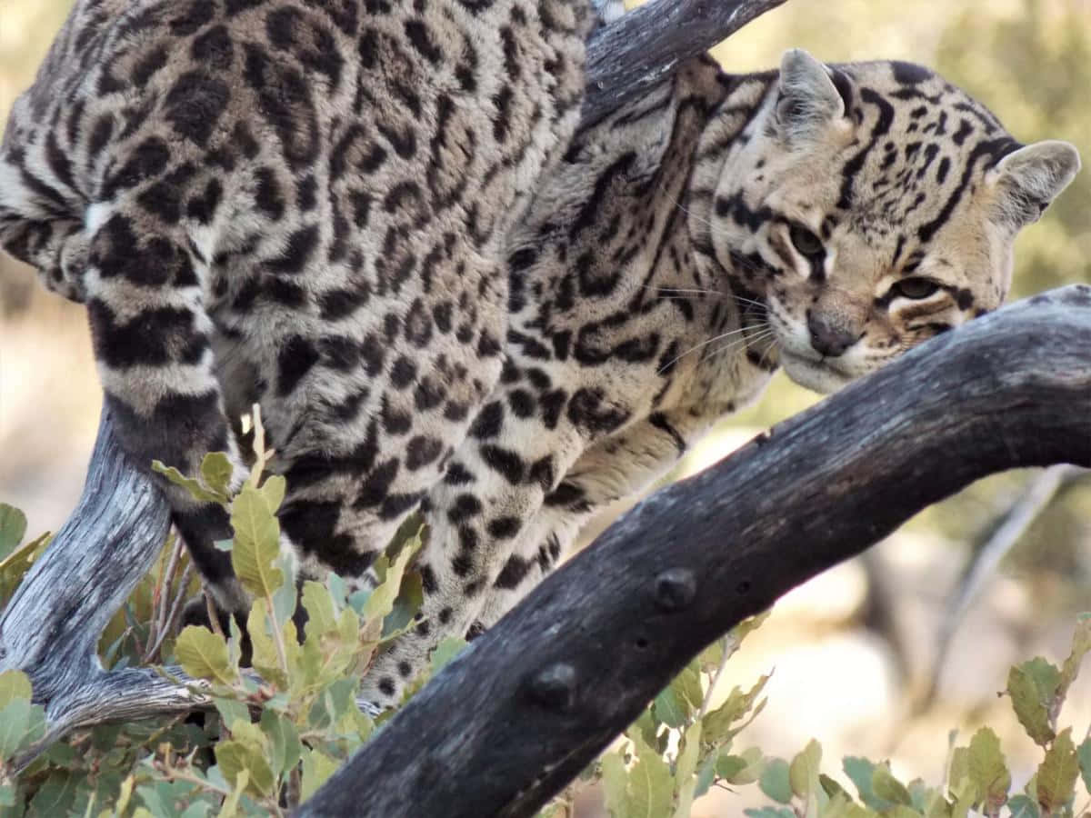 ocelot, tree branch, spotted fur, SD Desktop Wallpaper