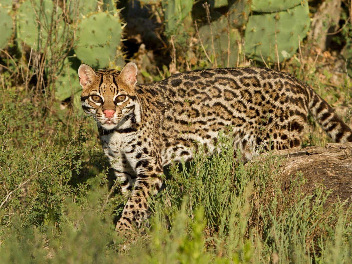 ocelot, sunlit green brush, prickly pear cacti, SD Desktop Wallpaper