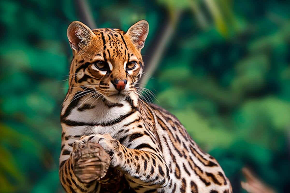 ocelot, spotted fur, lush green jungle backdrop, SD Desktop Wallpaper