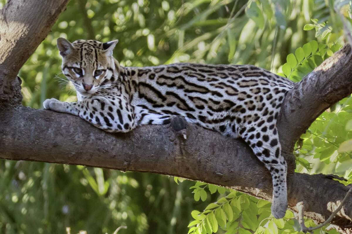 ocelot, natural habitat, tree branch, SD Desktop Wallpaper