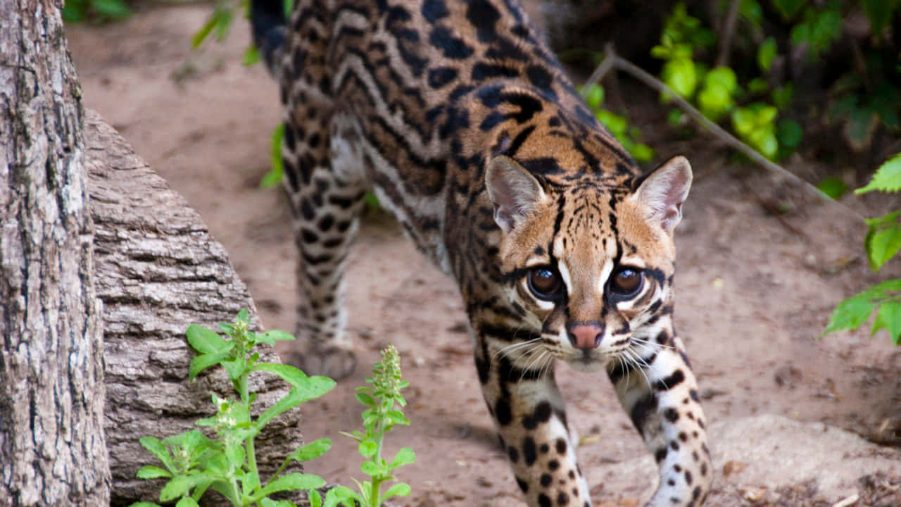 ocelot, forest floor, tree, HD Desktop Wallpaper