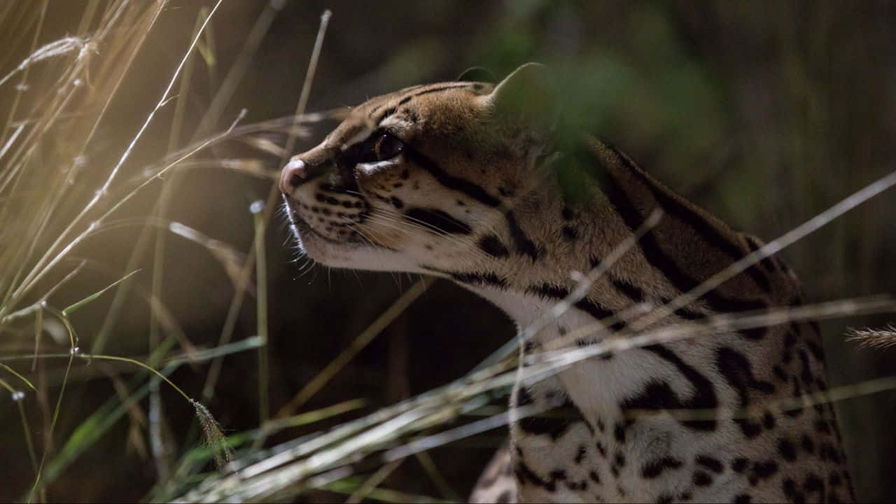 ocelot, tall grass, dimly lit forest, HD Desktop Wallpaper