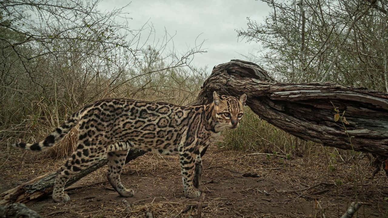 ocelot, dry brushland, fallen log, HD Desktop Wallpaper
