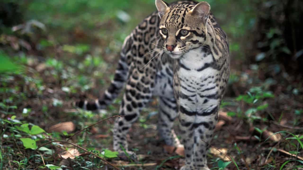 ocelot, spotted fur, lush green forest floor, HD Desktop Wallpaper
