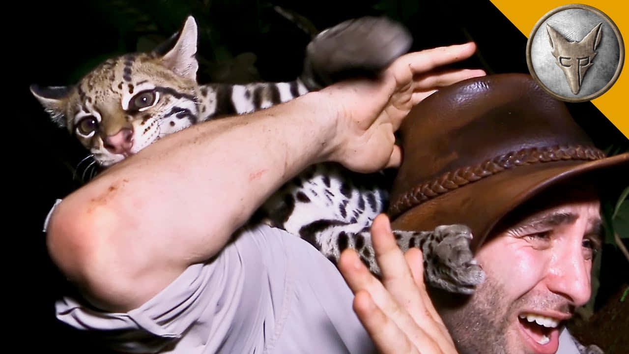 ocelot, dark jungle setting, man's shoulder, HD Desktop Wallpaper