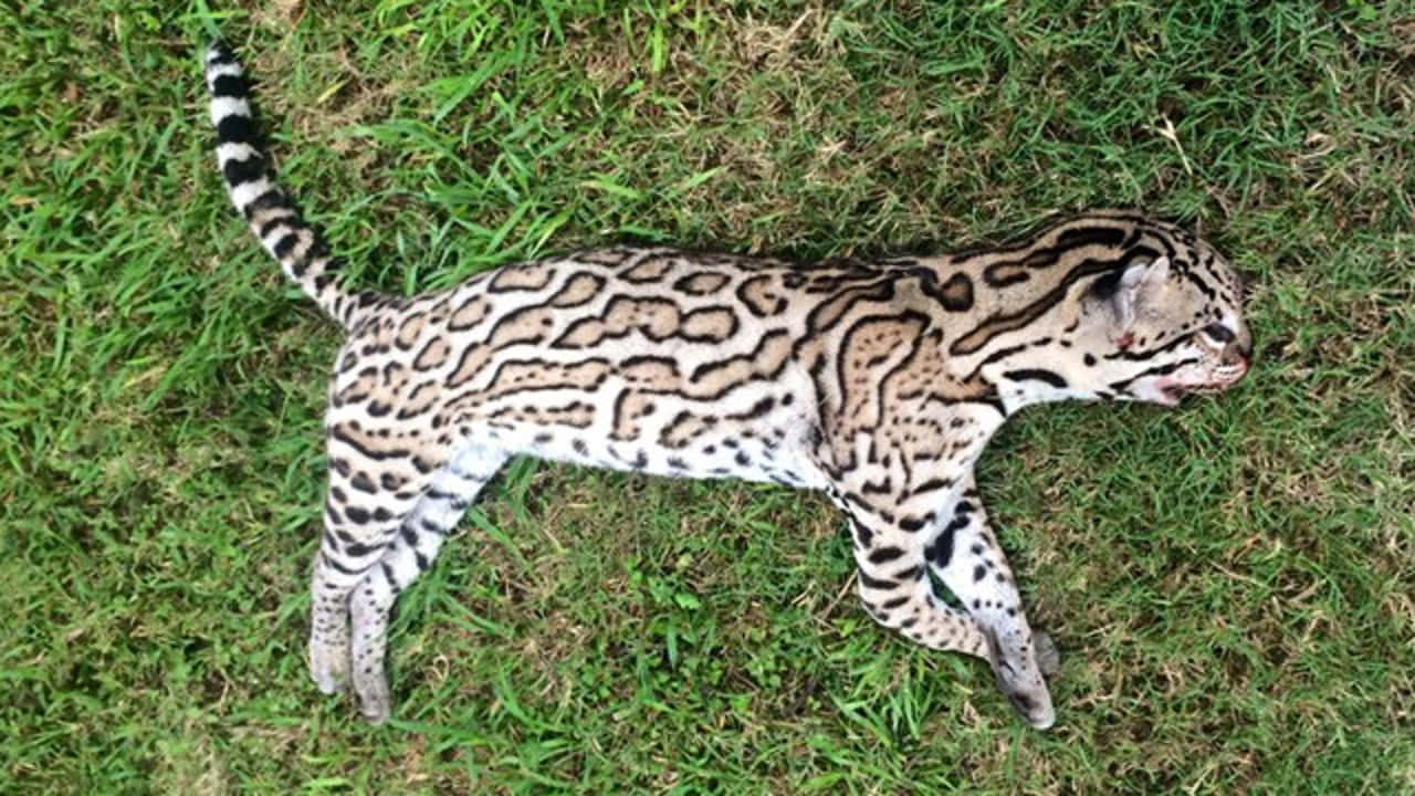 ocelot, spotted coat, vibrant green grass, HD Desktop Wallpaper