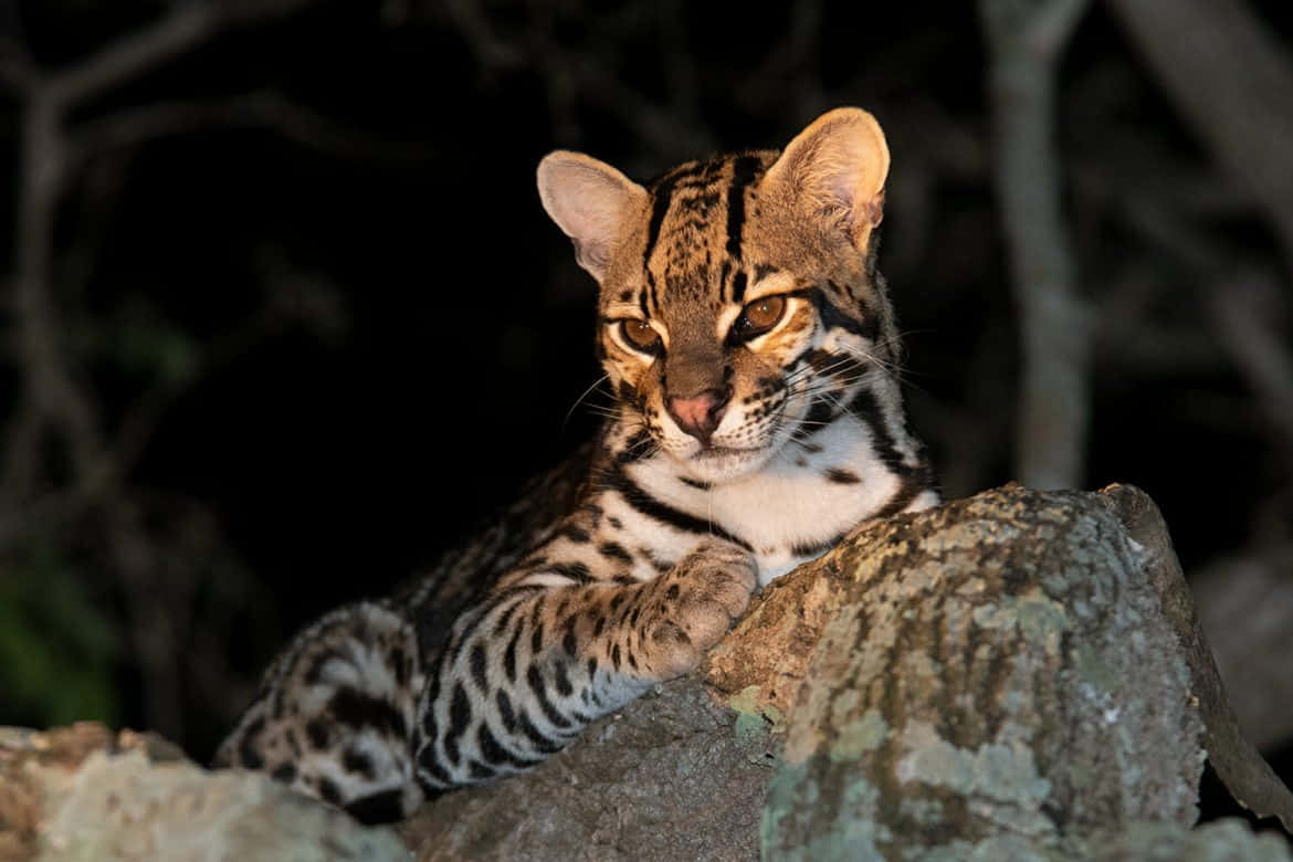 Ocelot, golden eyes, mossy rock, SD Desktop Wallpaper