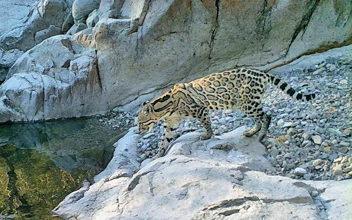 ocelot, sunlit river rocks, clear water, SD Desktop Wallpaper