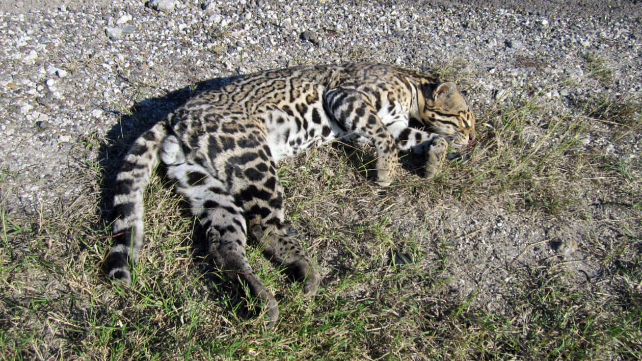 Ocelot, gravel, sparse grass, SD Desktop Wallpaper