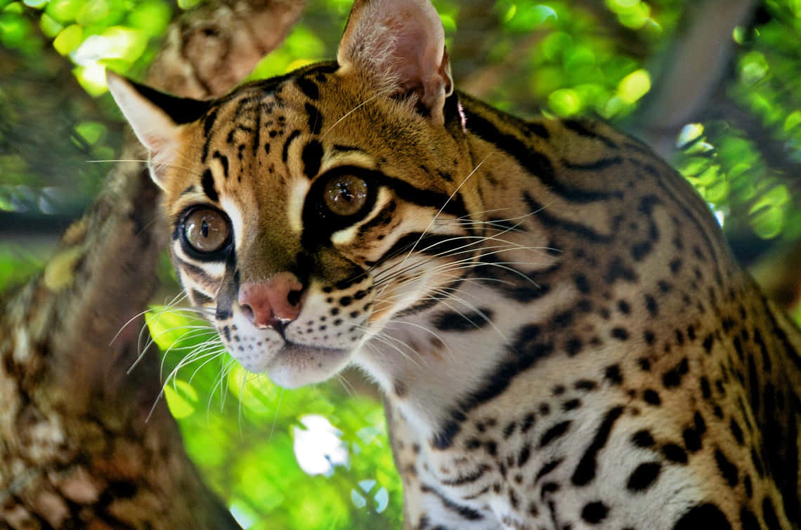 ocelot, natural habitat, sunlit tree, SD Desktop Wallpaper
