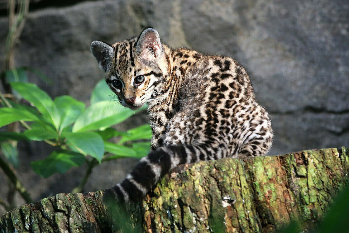ocelot, mossy tree stump, lush green foliage, SD Desktop Wallpaper