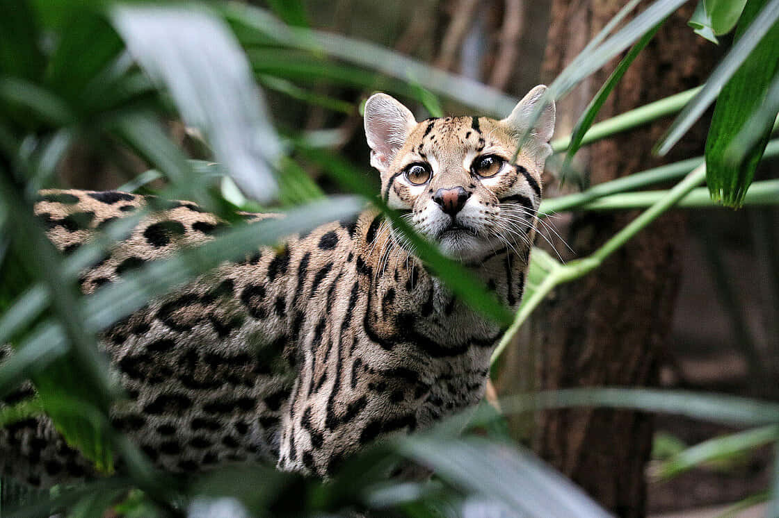 Ocelot, jungle, lush green leaves, SD Desktop Wallpaper
