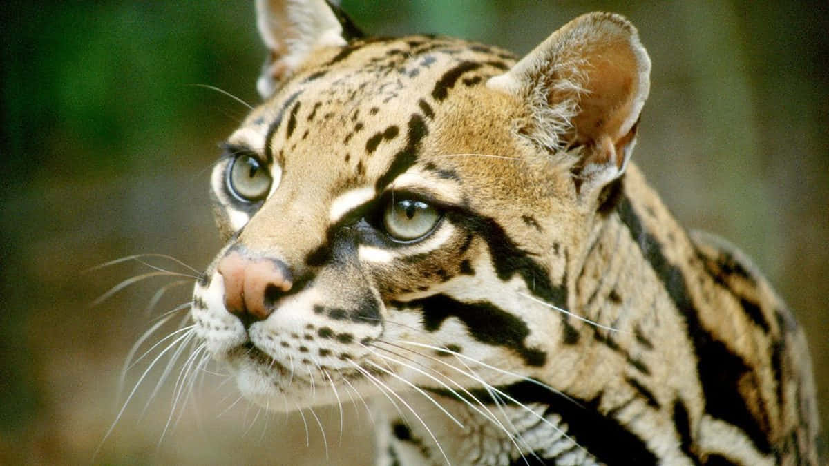 Ocelot, green eyes, spotted fur, SD Desktop Wallpaper