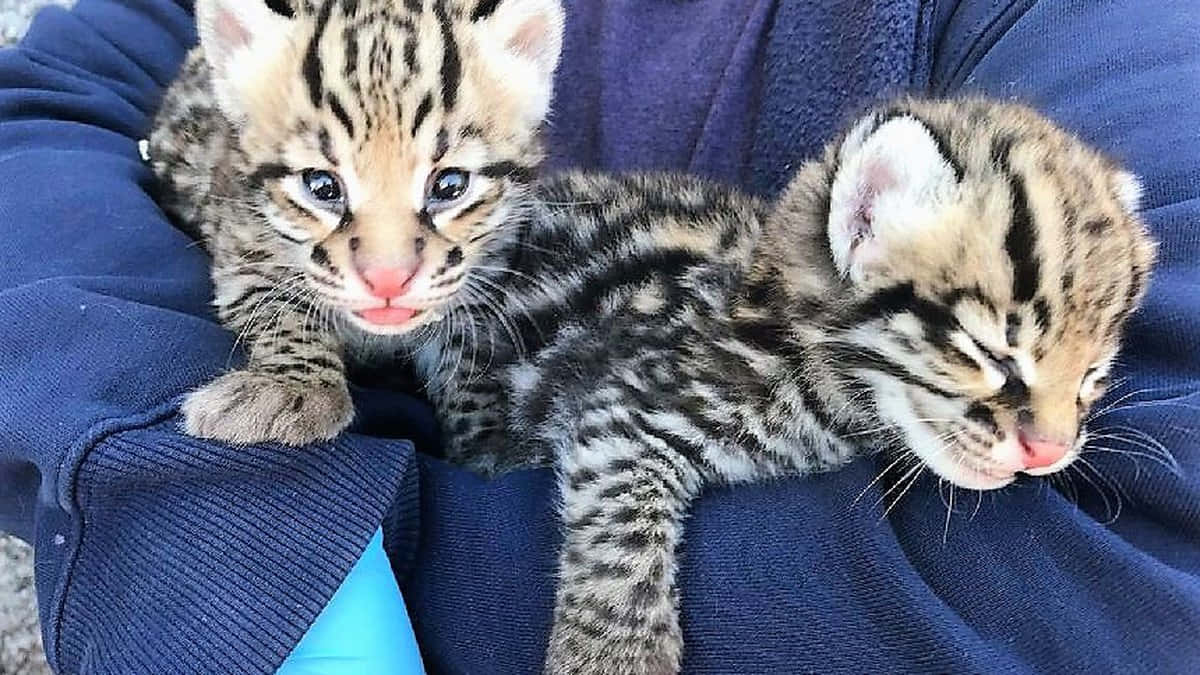 ocelot, wildcat kittens, blue fleece, SD Desktop Wallpaper