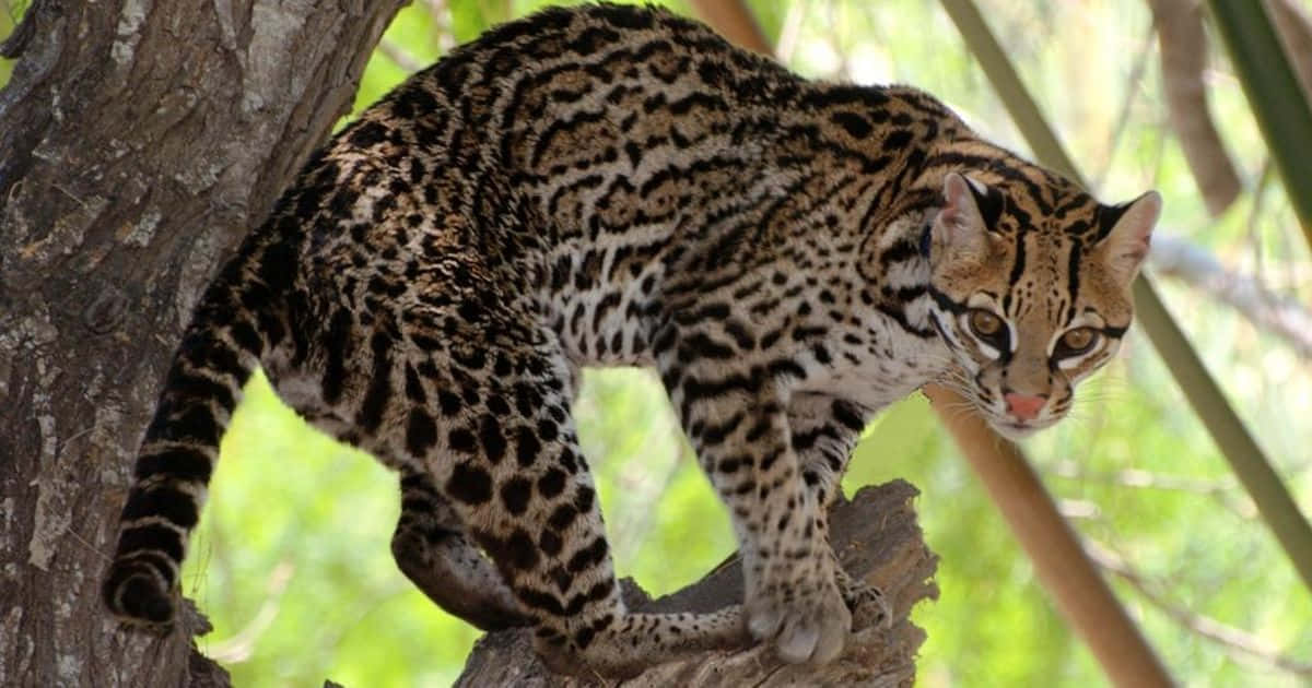 Ocelot, twilight, tree branch, SD Desktop Wallpaper