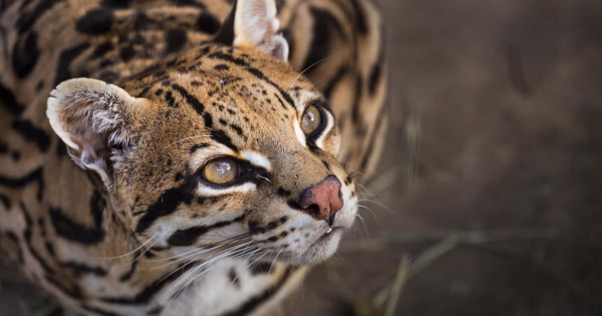 ocelot, golden eyes, spotted fur, SD Desktop Wallpaper